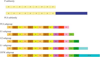 Research Progress of PPR Proteins in RNA Editing, Stress Response, Plant Growth and Development